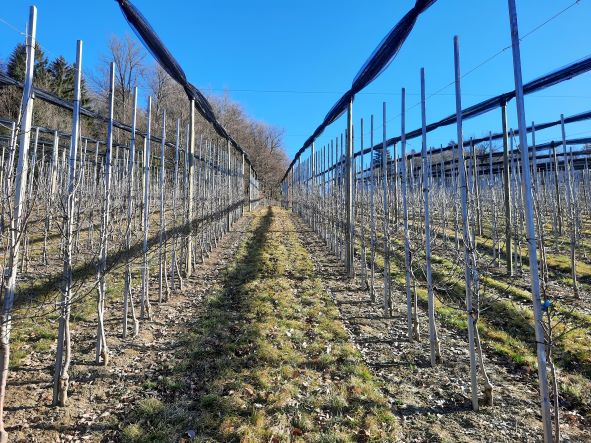 Vabljeni na Dan sadjarsko vinogradniške tehnike