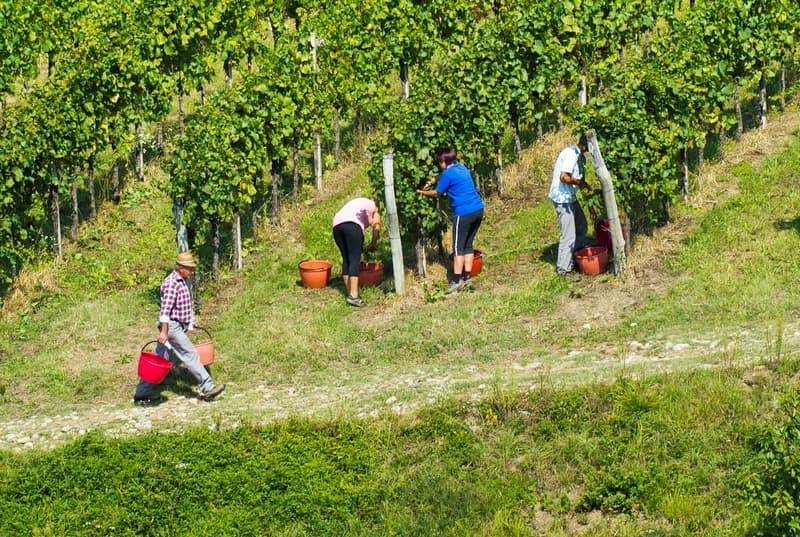 Zdravstveno zavarovanje za tuje sezonske delavce v kmetijstvu