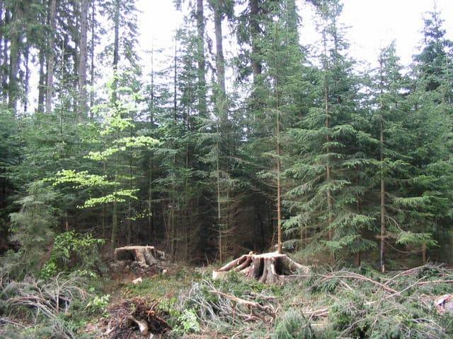 Evropski in slovenski lastniki gozdov zahtevajo pojasnila