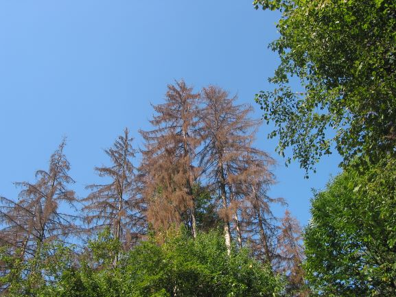 Od aprila do vključno septembra naj lastniki vsaj dvakrat mesečno pregledujejo gozdove s smreko.