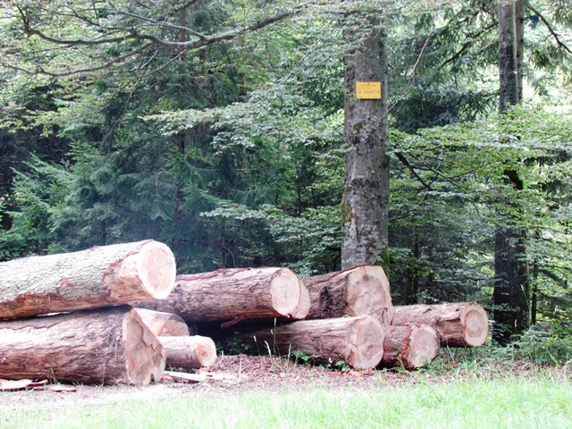 Javna razgrnitev predloga operativnega programa za izvajanje nacionalnega gozdnega programa za obdobje 2022–2026