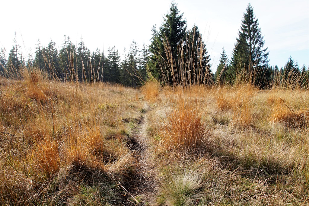 V obravnavi pomemben dokument za območja Natura 2000