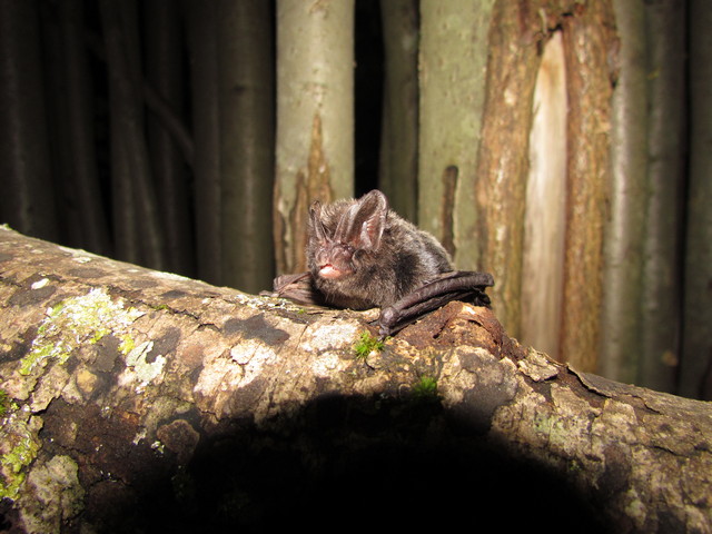 Širokouhi netopir (Barbastells barbastellus), foto: Primož Presetnik