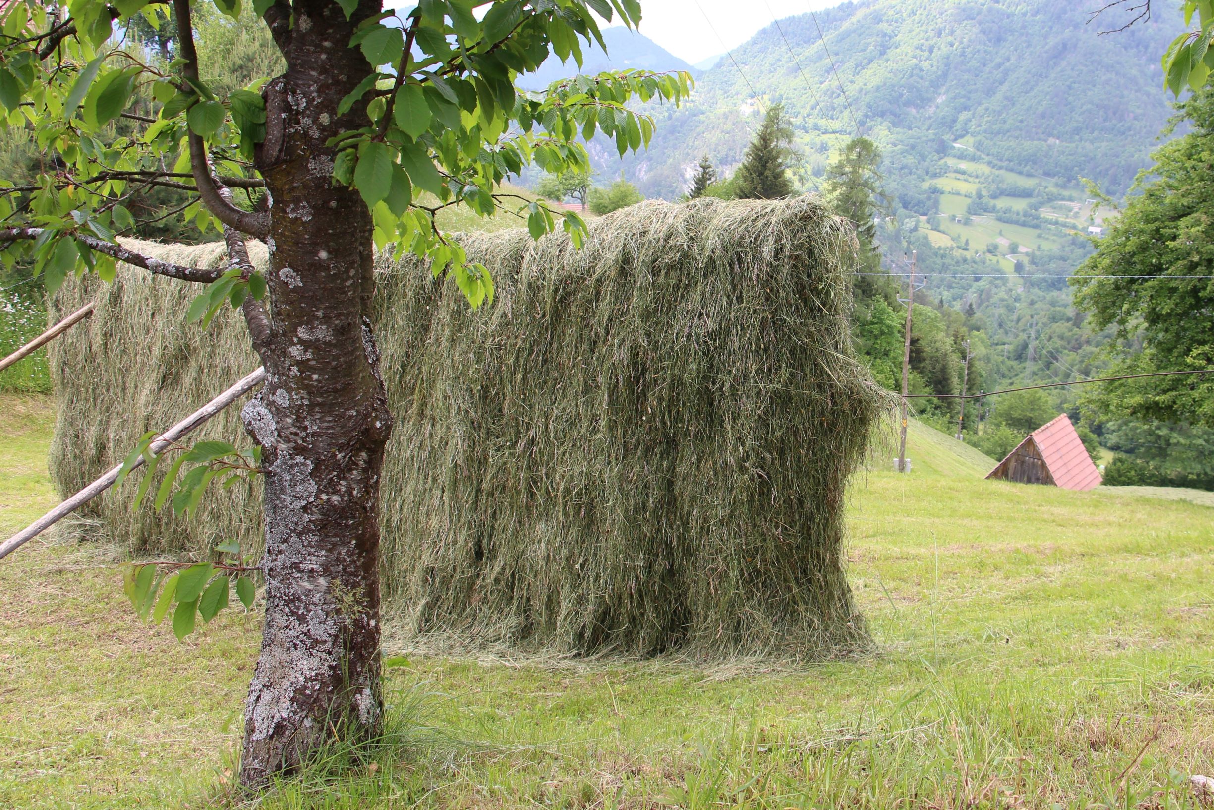 Odbor predlaga MKGP, da poišče vzvode, mehanizme in ukrepe, da mlade zadržijo na hribovskih kmetijah.