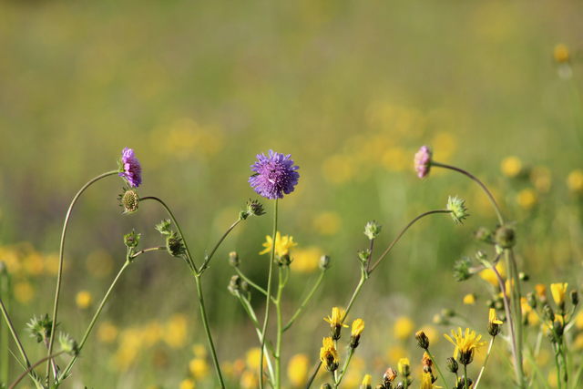 Predstavitev strokovnih izhodišč in načina določitve območij OOTT in Programa upravljanja območij Natura 2000 (PUN) za obdobje 2023-2028