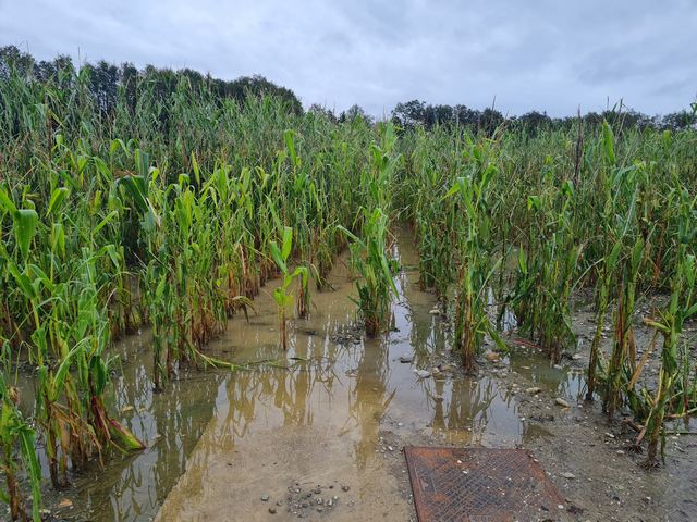 Dopolnjena tehnološka navodila za kmetovalce na poplavljenih območjih