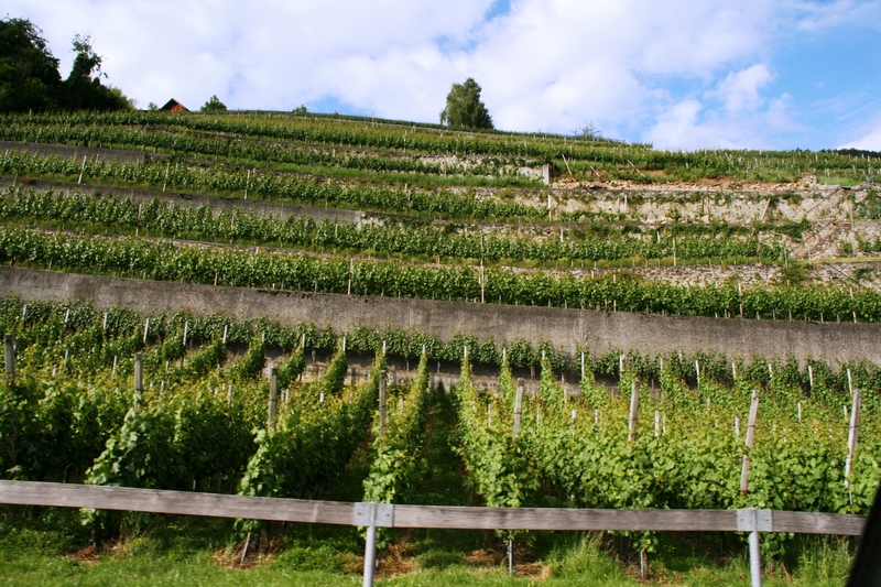 Za obnovo vinogradov je treba spoštovati določena pravila in pogoje