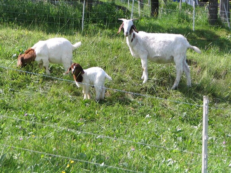 Posvet sta organizirala Kmetijsko gozdarska zbornica Slovenije in Državni svet.