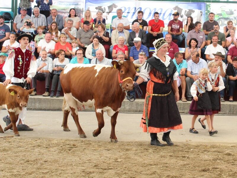 Razstava in ocenjevanje govedi