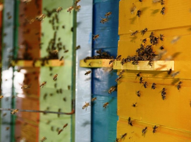 Posebno mesto pri uporabi FFS ima skrb za čebele in druge neciljne organizme, ki so izpostavljeni FFS z nabiranjem nektarja, cvetnega prahu in medene rose neposredno ob nanašanju FFS.
