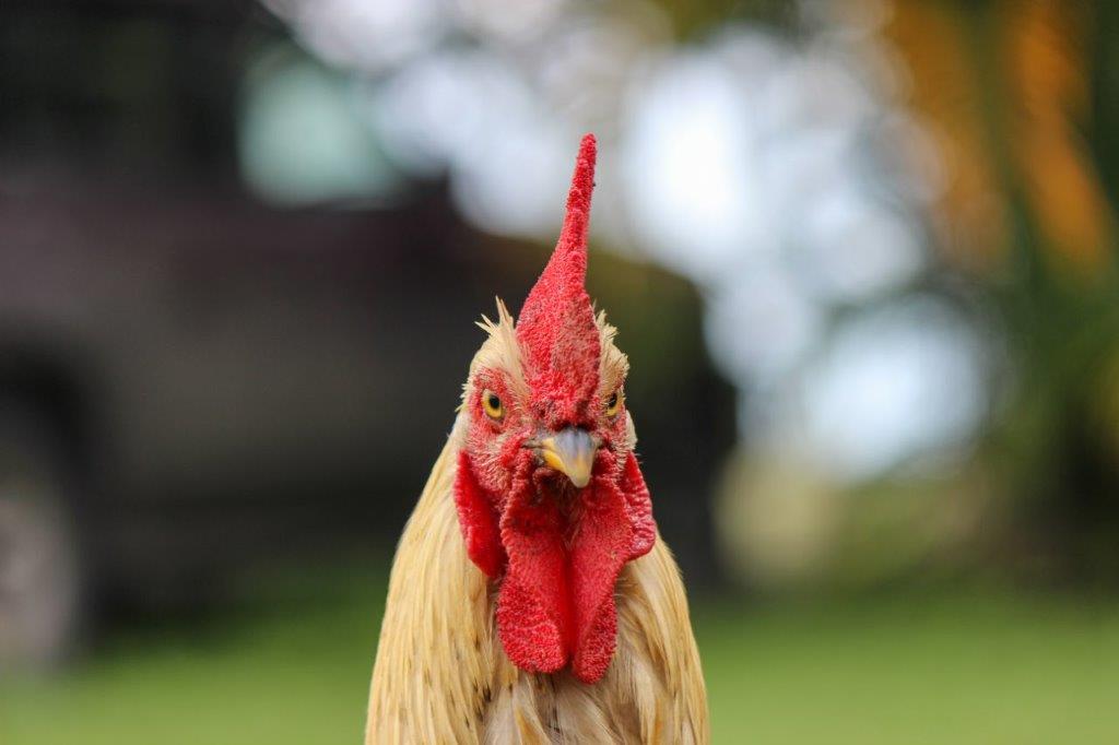 Opozorilo rejcem perutnine, ptičja gripa na Hrvaškem