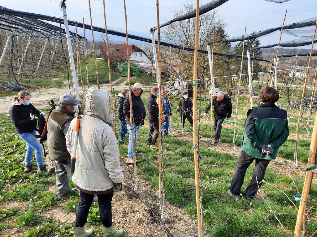 Kaj je optimalna rez za Bonito so člani partnerstva danes usklajevali v sodelovanju s sadjarskim strokovnjakom profesorjem Francijem Štamparjem na posestvu gospoda Antona Koršiča v Artičah.