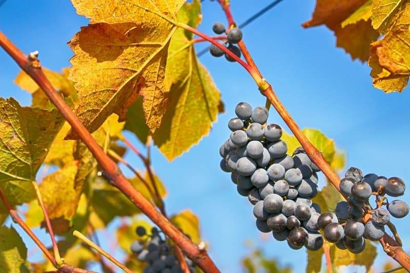 Izteka se rok za prijavo pridelka grozdja in vina