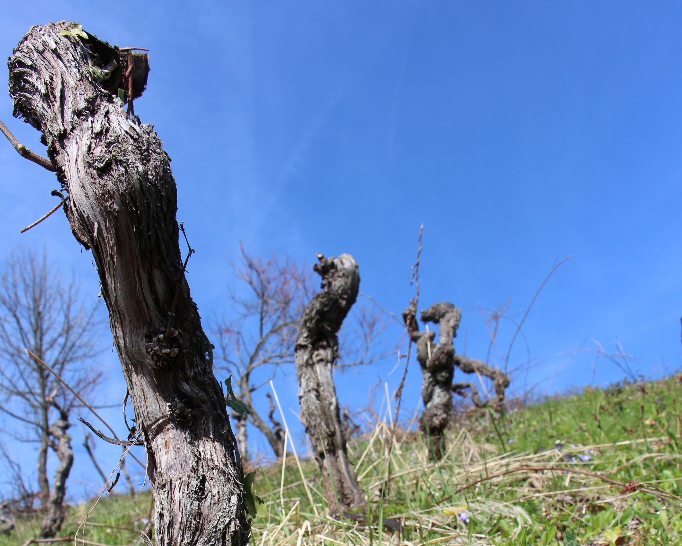 Oddaja vlog za prestrukturiranje in preusmeritev vinogradov