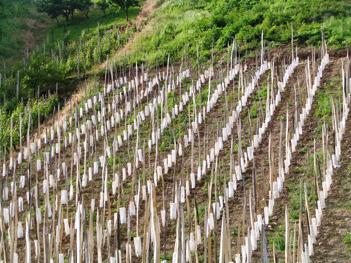 Sodobne tehnologije v vinogradništvu