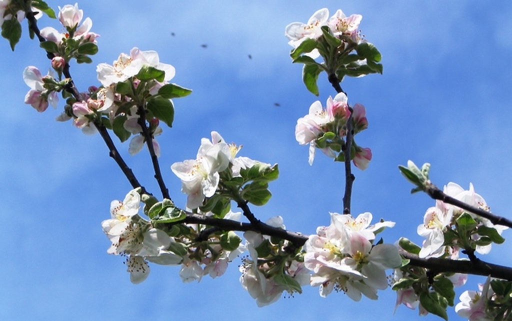 Sredstvo je potrebno zaradi varovanja čebel in drugih opraševalcev uporabiti do najpozneje 14 dni pred cvetenjem jablan