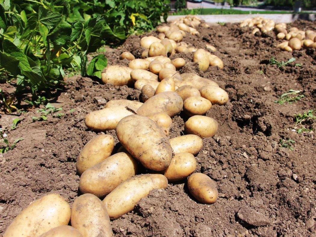 Priporočena sortna lista za krompir v letu 2023