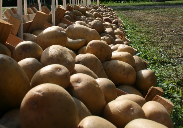 Pobuda za finančno pomoč pridelovalcem krompirja