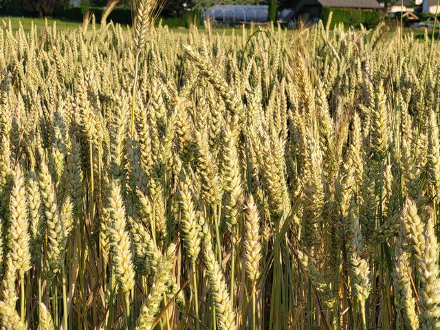 Slaba letina in neomejen uvoz žit klestita prihodek poljedelcev