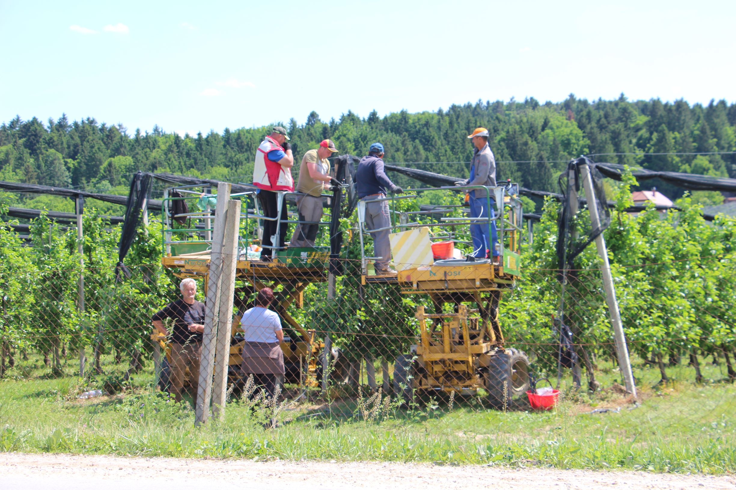 Zaradi pomanjkanja sezonske delovne je vzpostavljen portal povpraševanja po delovni sili.