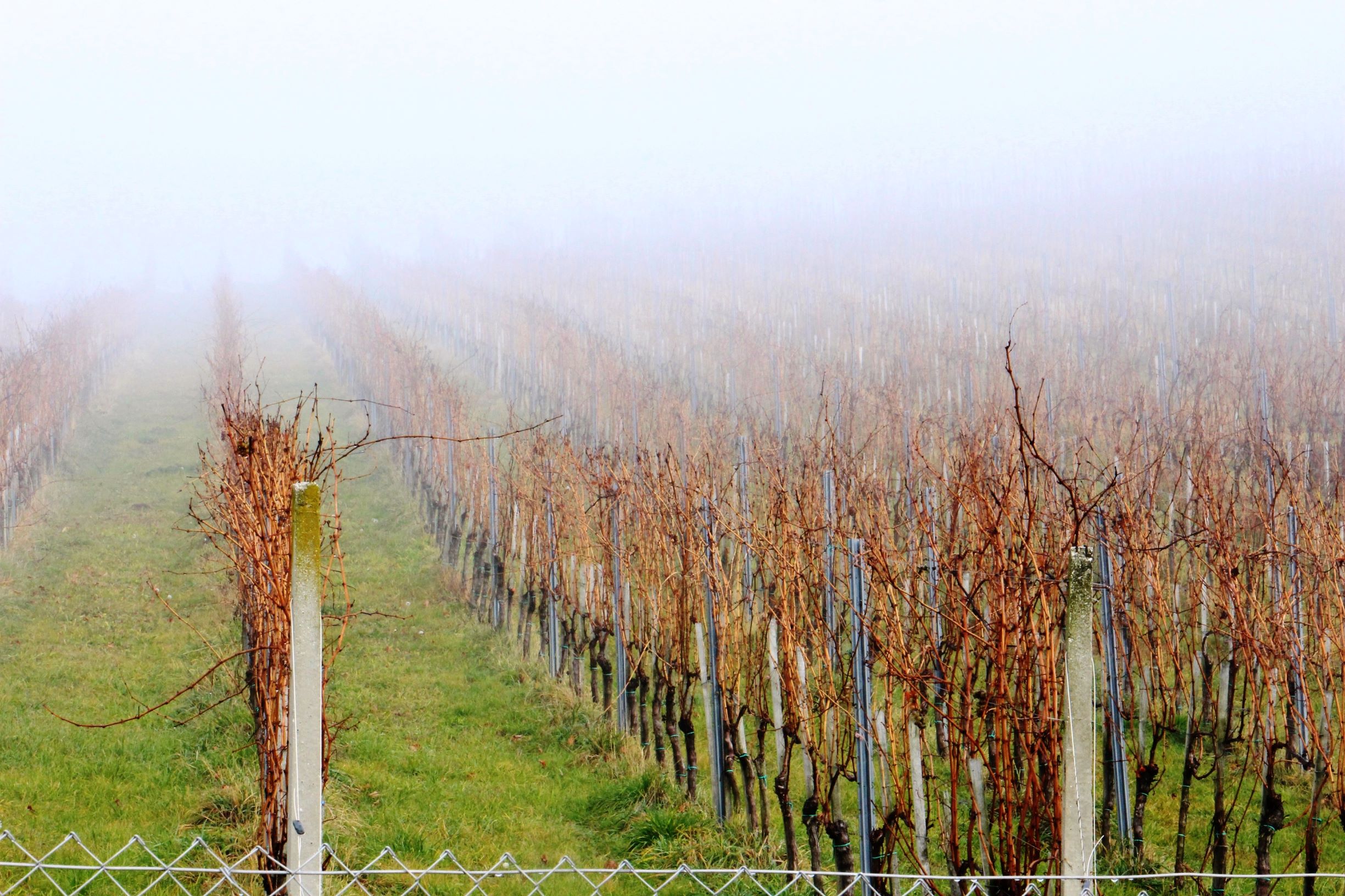 Pomembno za vinogradnike!