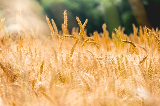 Sklenjen dogovor kmetov in mlinarjev glede letošnje cene pšenice