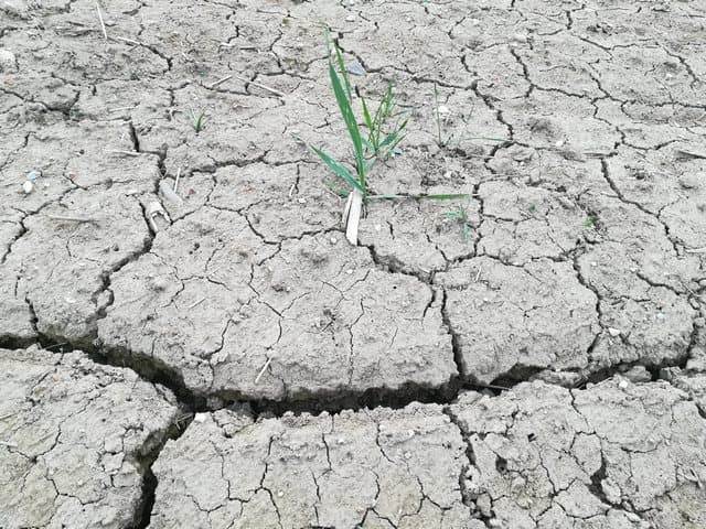 Posledice aprilske suše na kmetijskih rastlinah