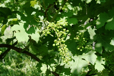 Ponovno krizna destilacija, skladiščenje vina in zelena trgatev