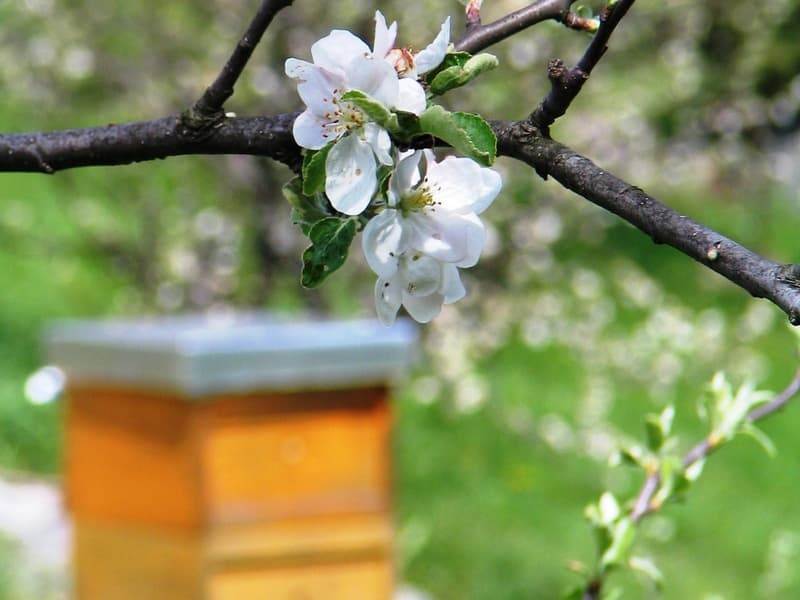 Prepoved premikanja čebelnjakov in čebeljih družin