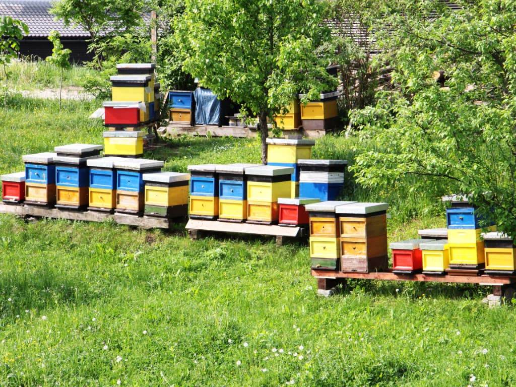 Sredstva so na voljo za nakup opreme, prevoze čebel in vzrejo matic.