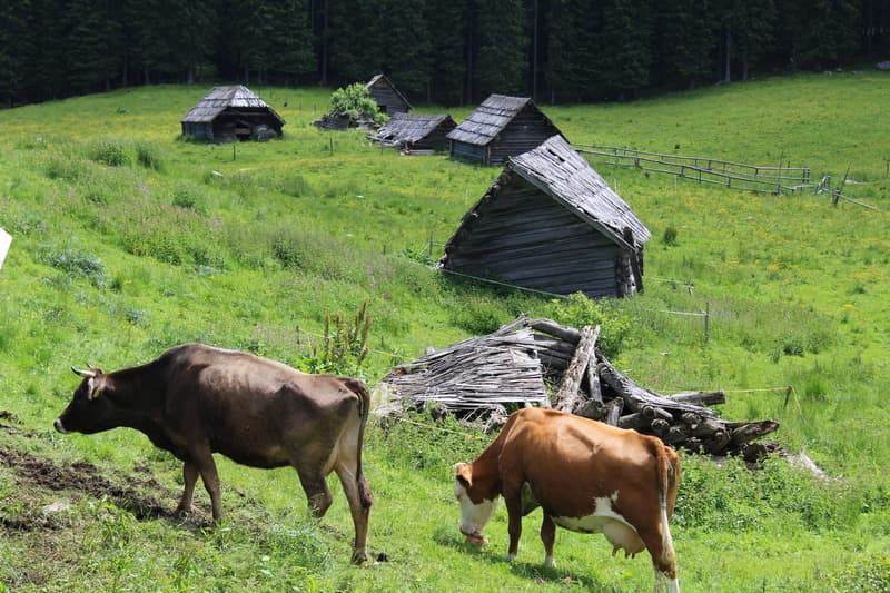 Če ne bo živinoreje, kdo bo skrbel za obdelanost in poseljenost območij z omejeno možnostjo pridelave