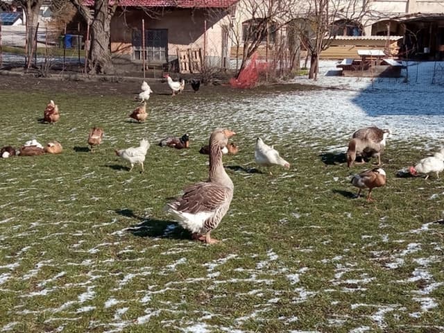 Ustanovljeno združenje rejcev perutnine Slovenije