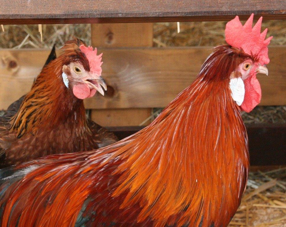 Program za izobraževanje skrbnikov piščancev za prirejo mesa