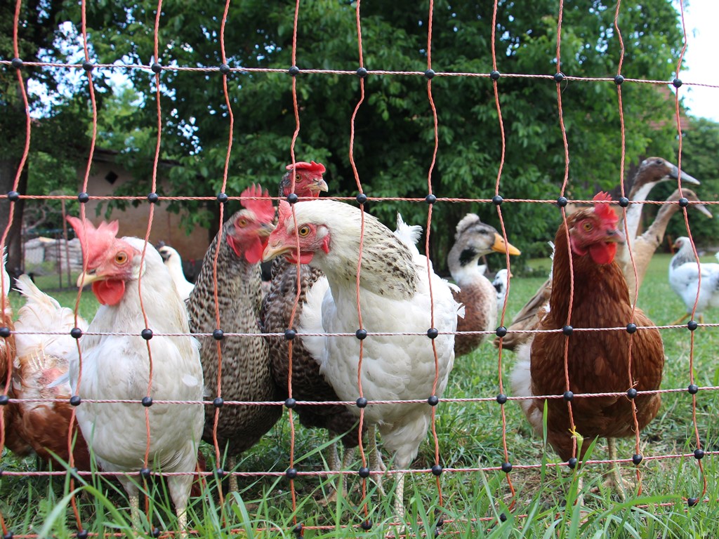 Ukinitev ukrepov zaradi HPAI H5N1 pri prostoživečih pticah