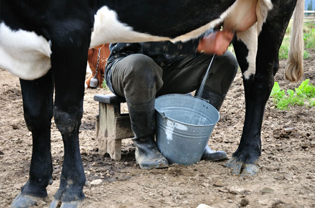 Prva pomoč za mlekarje